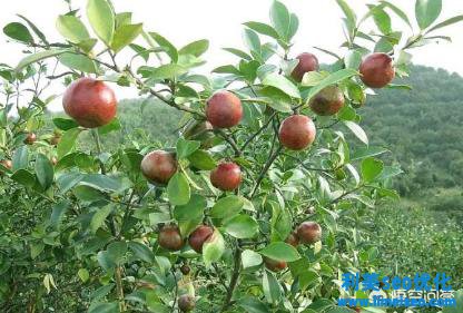 酥油茶怎樣做？（附酥油茶的制造方法）